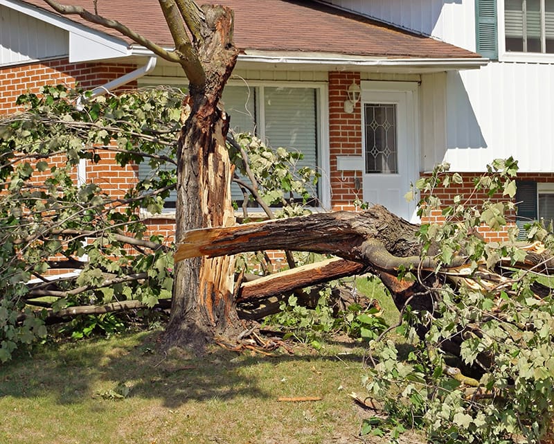 tree that has broken and fallen during a storm