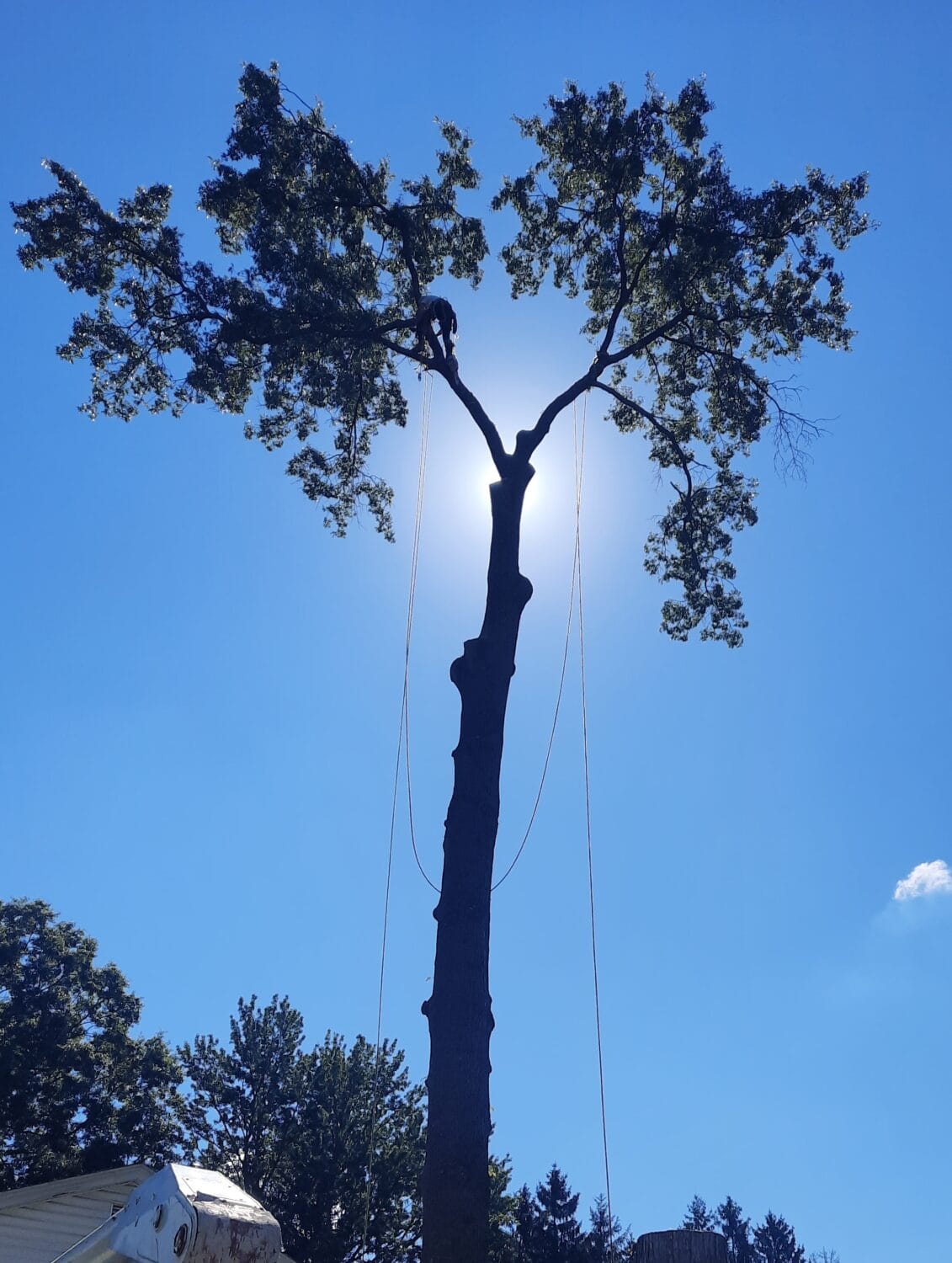 large tree with man in it connected with ropes