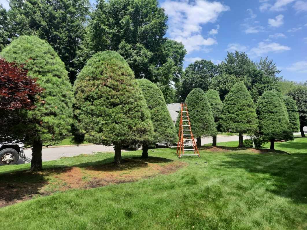 Shaped trees in large yard