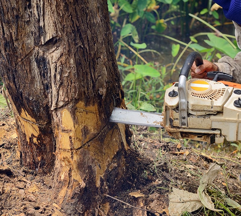 Large tree being cut down by a chainsaw
