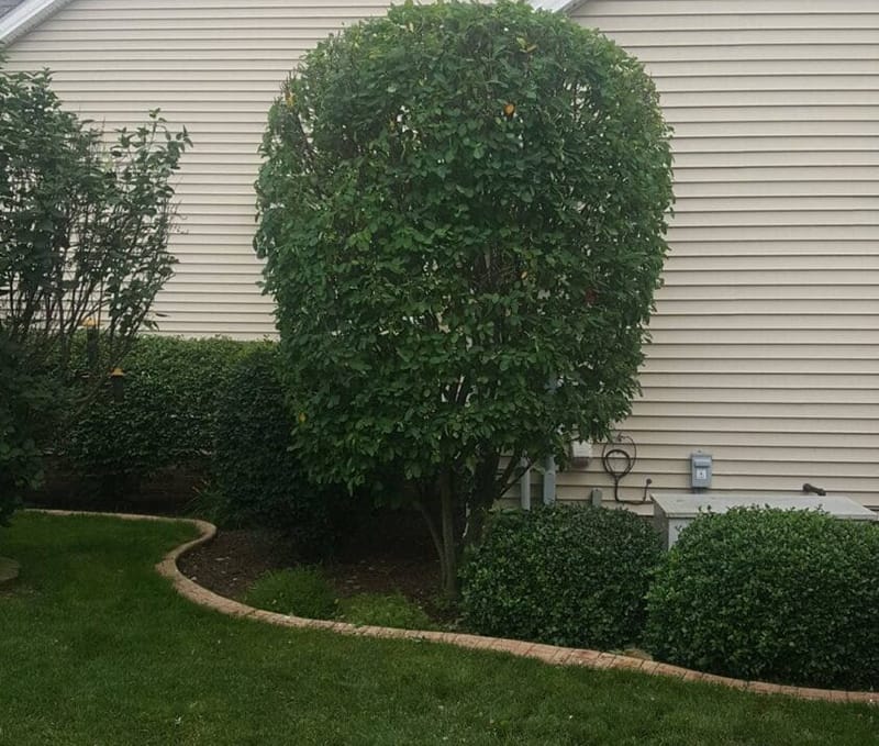 Hedge Trimming in Austintown OH