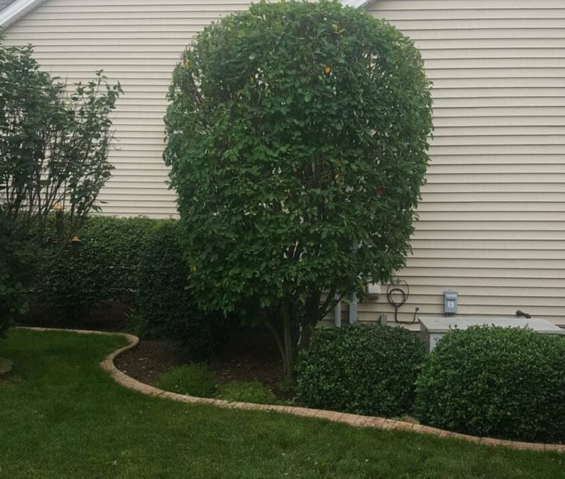 Hedge Trimming in Poland OH