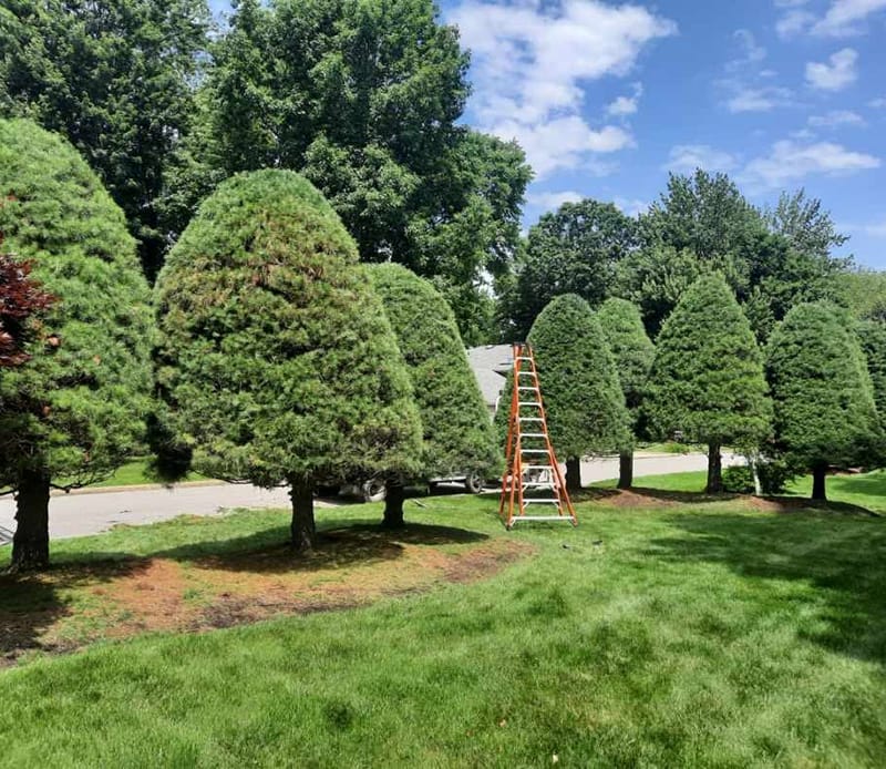 Tree Maintenance in Columbiana OH